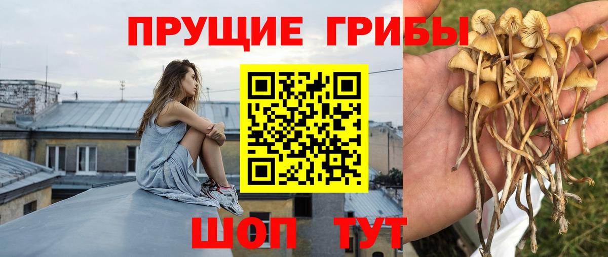 Галлюциногенные грибы прущие грибы Богданович